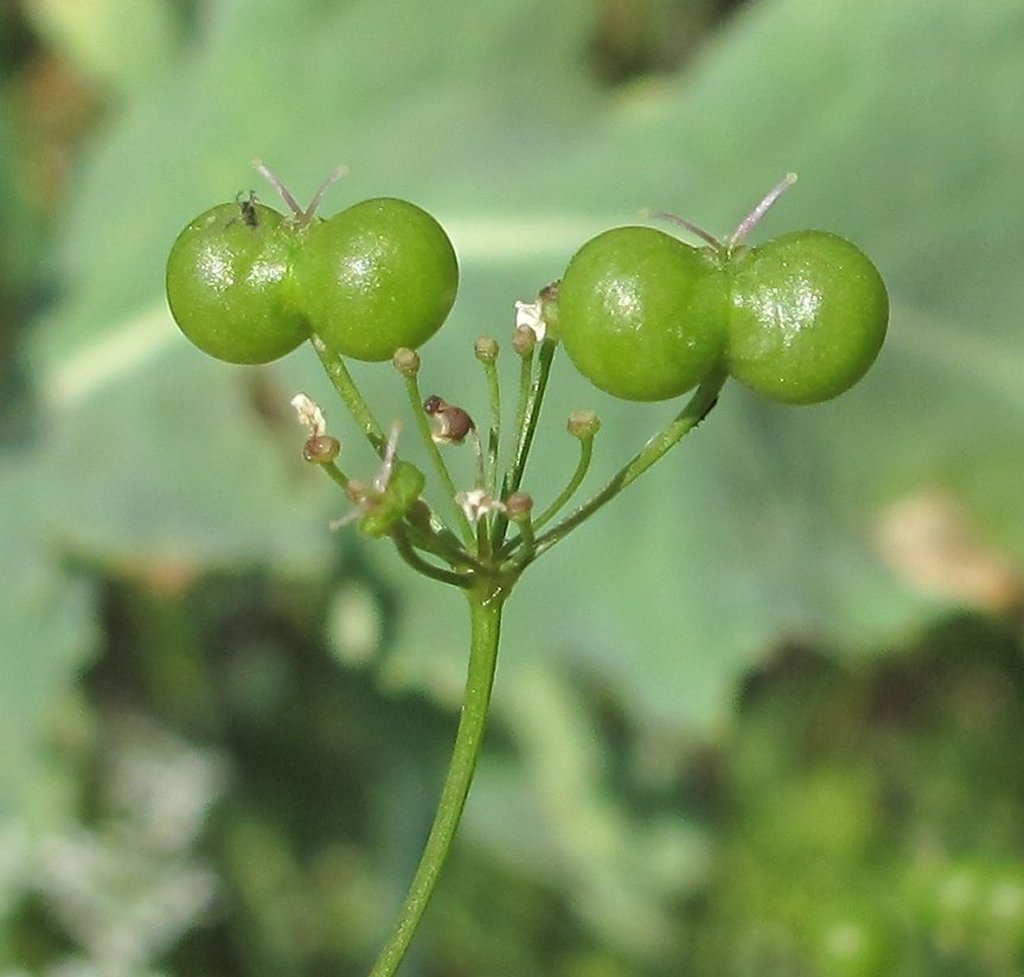 Bifora radians